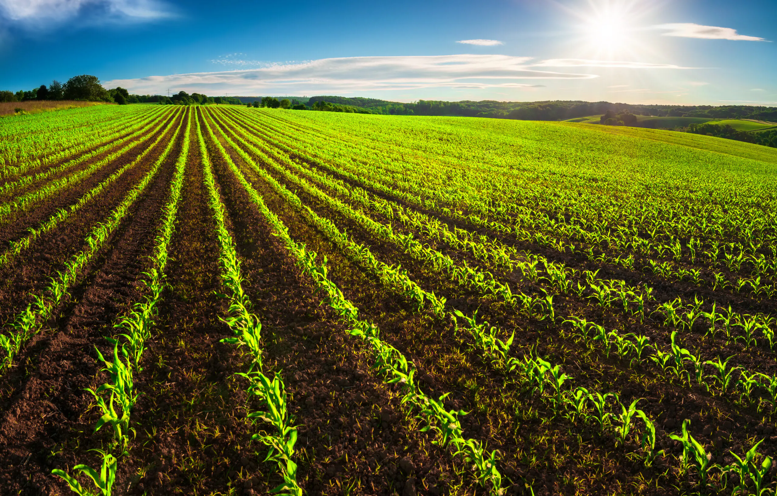 Sustainable food production